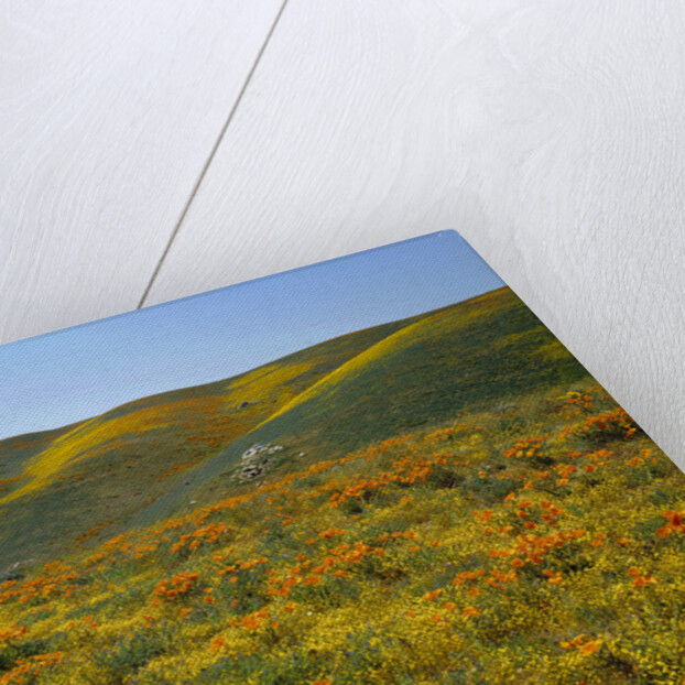California Poppies Among Goldfields by Anonymous