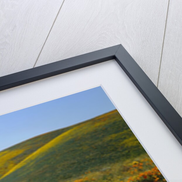 California Poppies Among Goldfields by Anonymous
