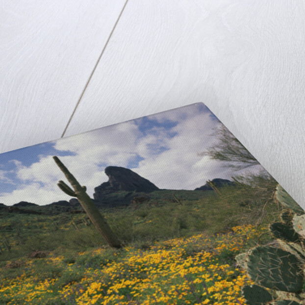 Picacho Peak State Park by Anonymous