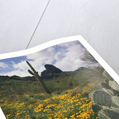 Picacho Peak State Park by Anonymous