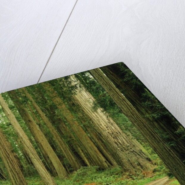 Coast Redwoods by Anonymous