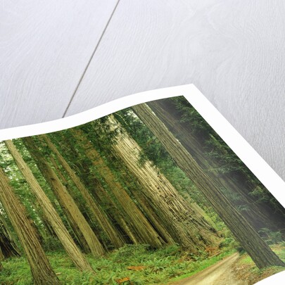 Coast Redwoods by Anonymous
