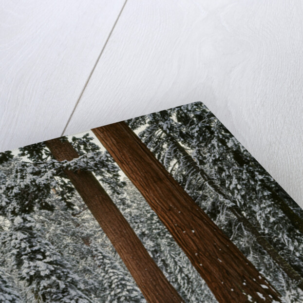 Sequoia Trees in Snow by Anonymous