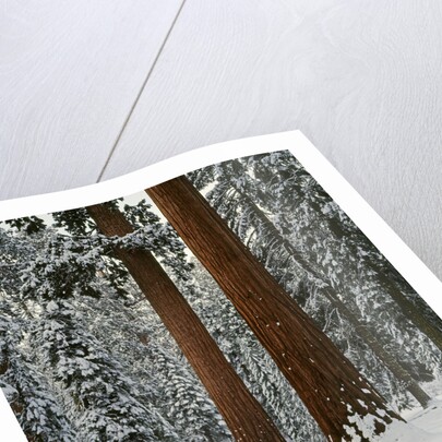 Sequoia Trees in Snow by Anonymous