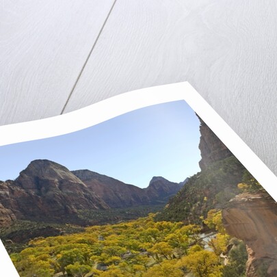 Fremont Cottonwoods at Zion National Park by Anonymous