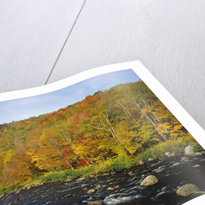 Autumn Colors Along Au Sable River by Anonymous