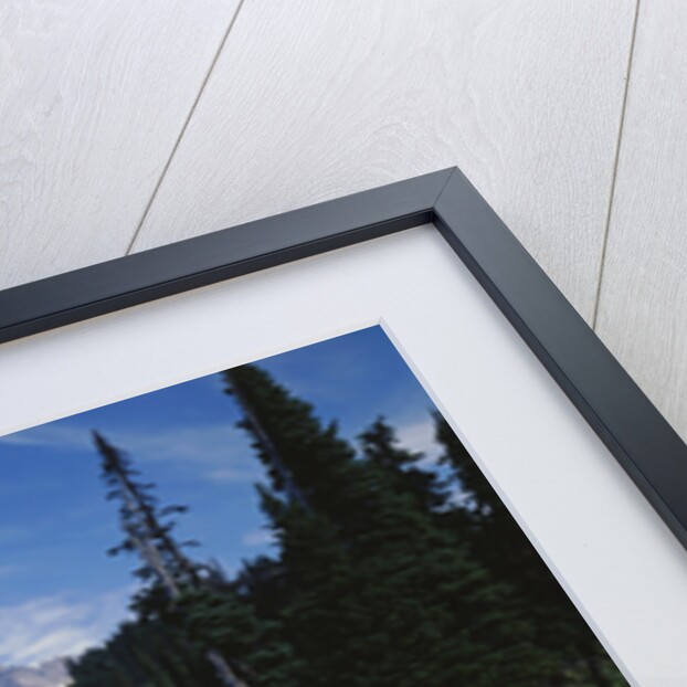 Paradise Meadow, Mount Rainier National Park by Anonymous