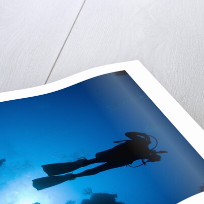Scuba Divers Swimming near Reef by Anonymous