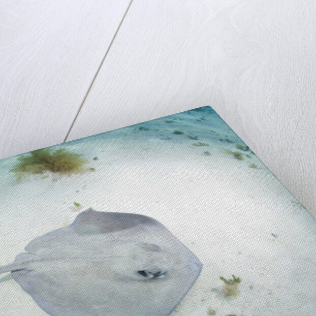 Southern Stingray at Stingray City by Anonymous