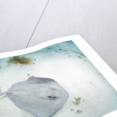 Southern Stingray at Stingray City by Anonymous