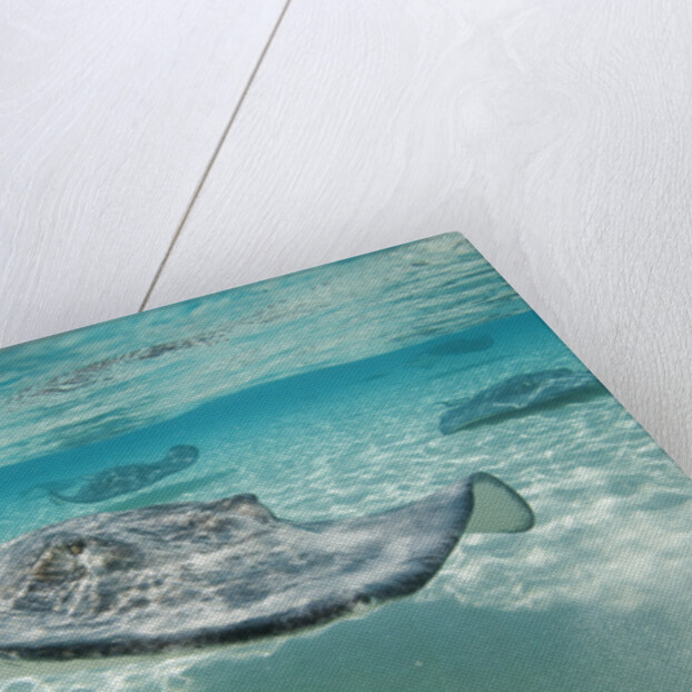 Southern Stingrays at Stingray City by Anonymous