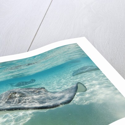 Southern Stingrays at Stingray City by Anonymous
