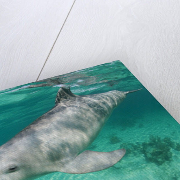 Bottlenosed Dolphin at UNEXSO Dive Site by Anonymous