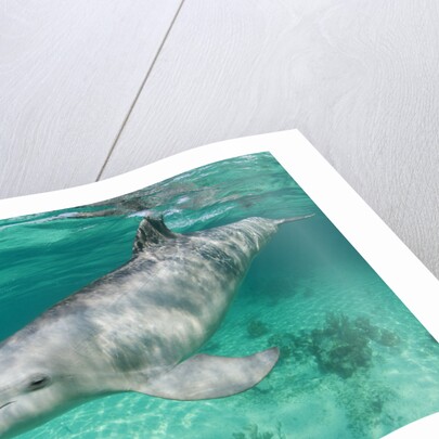 Bottlenosed Dolphin at UNEXSO Dive Site by Anonymous