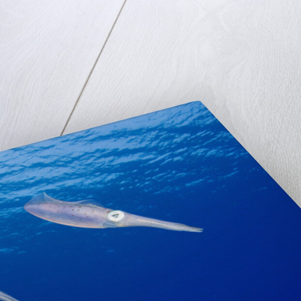 Caribbean Reef Squid by Anonymous