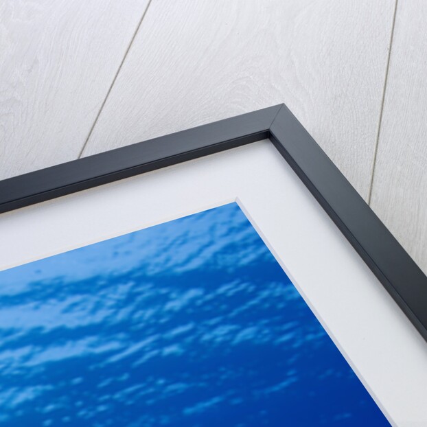 Caribbean Reef Squid by Anonymous