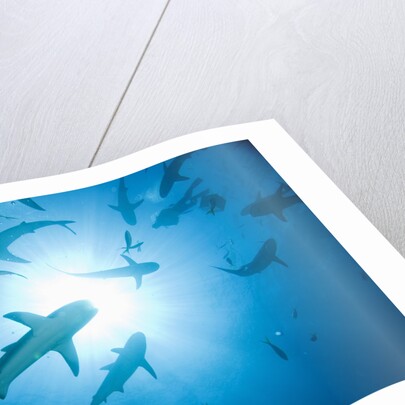 Scuba Diver and Caribbean Reef Sharks at Stuart Cove's Dive Site by Anonymous