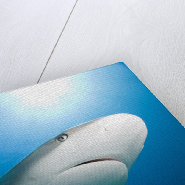 Caribbean Reef Shark by Anonymous