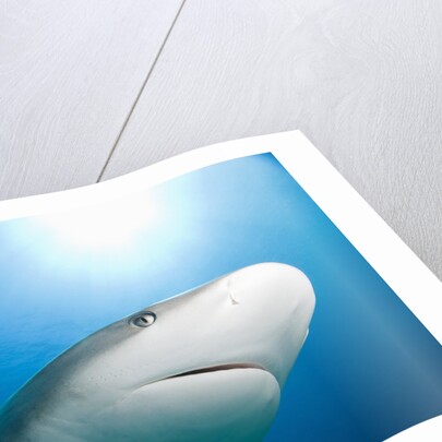 Caribbean Reef Shark by Anonymous