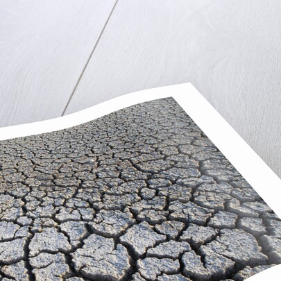 Dry Lake Bed at the Booby Pond Nature Reserve by Anonymous