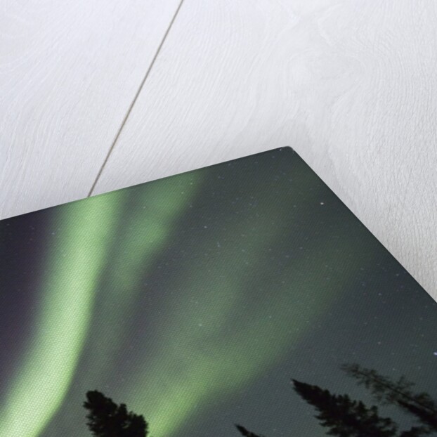 Northern Lights over Boreal Forest by Anonymous