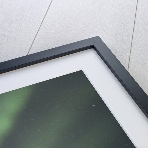 Northern Lights over Boreal Forest by Anonymous