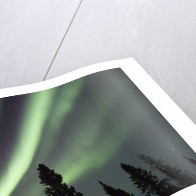 Northern Lights over Boreal Forest by Anonymous