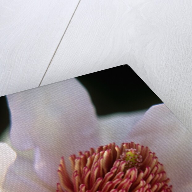 Pink Tulip Tree Blossom by Anonymous