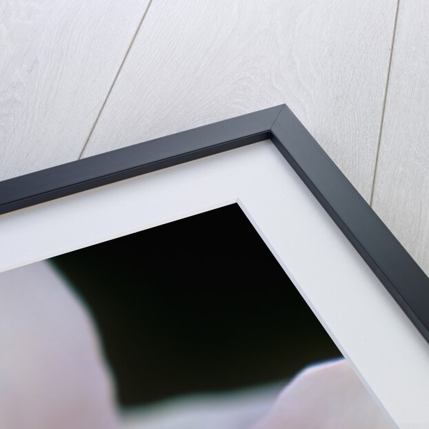 Pink Tulip Tree Blossom by Anonymous