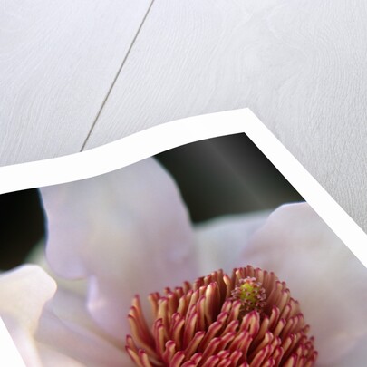 Pink Tulip Tree Blossom by Anonymous