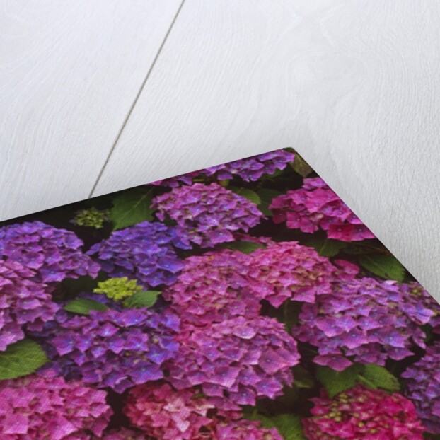 Lacecap Hydrangea Blossoms at Lakemount Garden by Anonymous