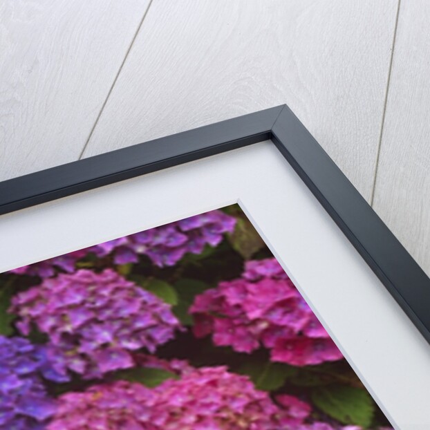 Lacecap Hydrangea Blossoms at Lakemount Garden by Anonymous