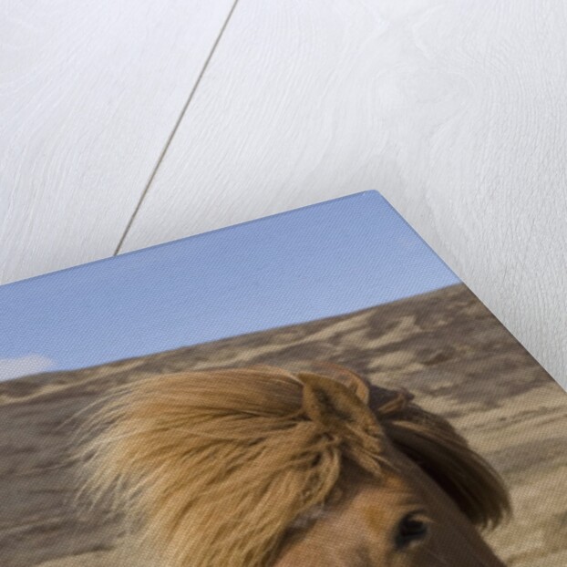 Icelandic Horse on the Snaefellsnes Peninsula by Anonymous