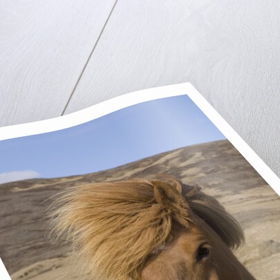 Icelandic Horse on the Snaefellsnes Peninsula by Anonymous