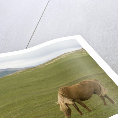 Icelandic Horse Grazing Near Lagarfljot Lake by Anonymous
