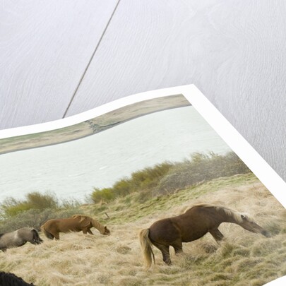 Icelandic Horse Grazing Near Lagarfljot Lake by Anonymous