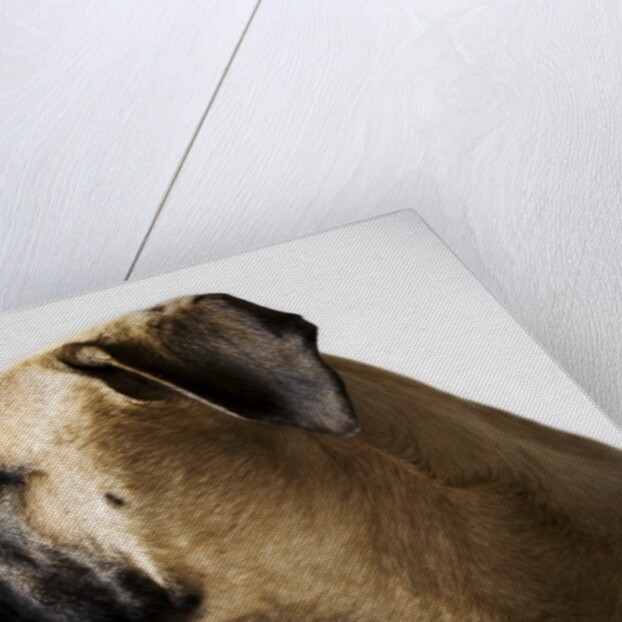 Boxer Dog by Anonymous