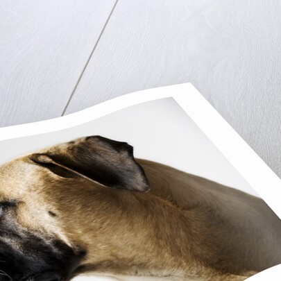 Boxer Dog by Anonymous