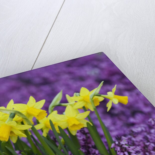 Yellow Daffodils in Purple Heather by Anonymous