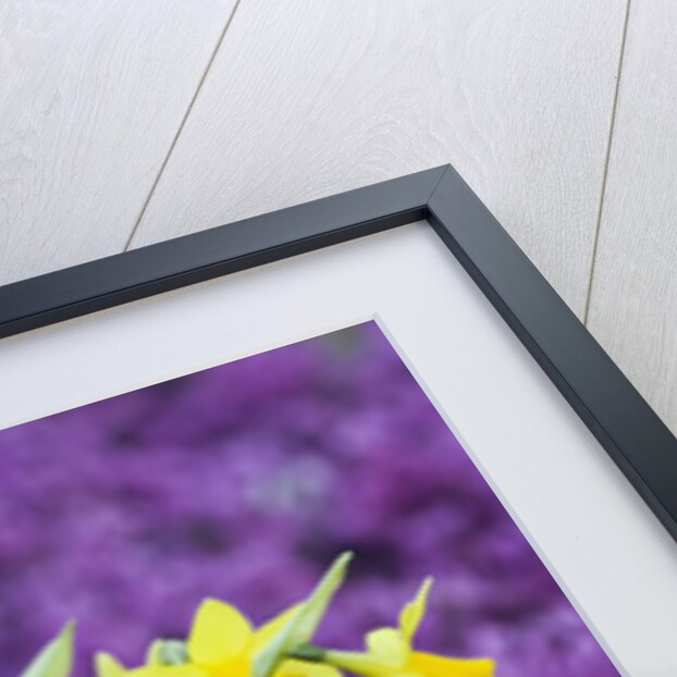 Yellow Daffodils in Purple Heather by Anonymous