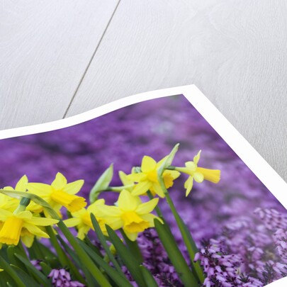Yellow Daffodils in Purple Heather by Anonymous