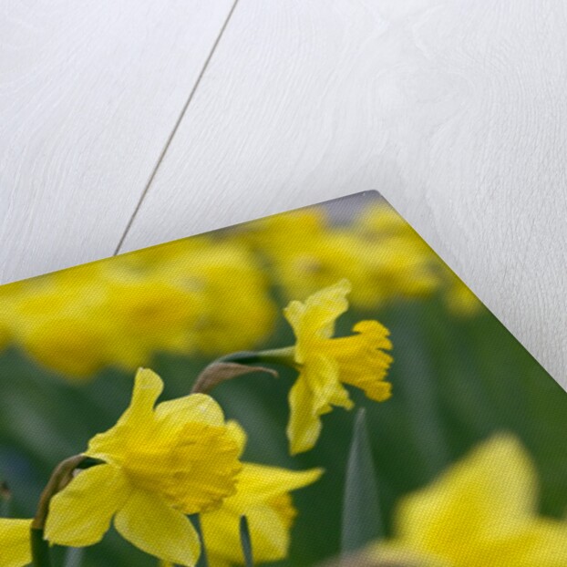 Yellow Daffodils by Anonymous
