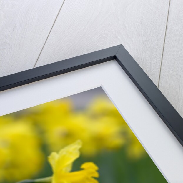 Yellow Daffodils by Anonymous
