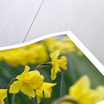 Yellow Daffodils by Anonymous