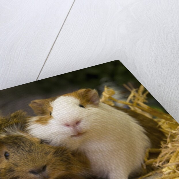 Guinea Pigs With Carrot by Anonymous