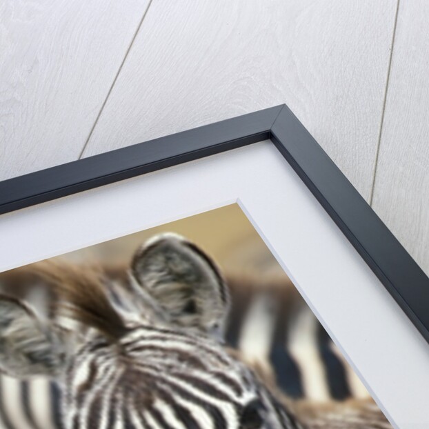 Zebras in Masai Mara National Reserve by Anonymous