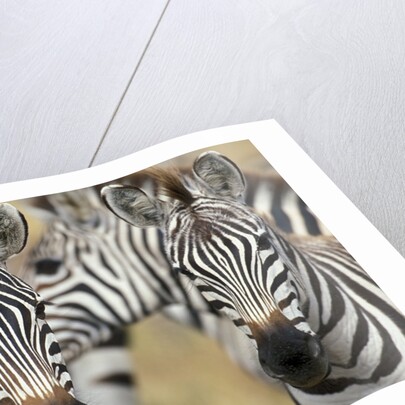 Zebras in Masai Mara National Reserve by Anonymous