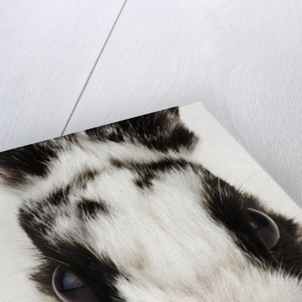 Face of Jersey Wooly Rabbit by Anonymous