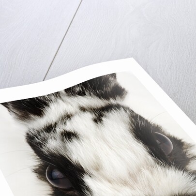 Face of Jersey Wooly Rabbit by Anonymous