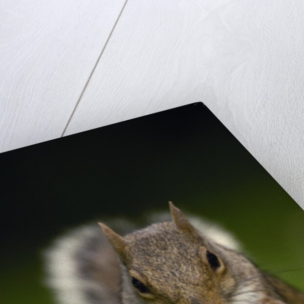 Gray Squirrel Holding Hazelnuts by Anonymous